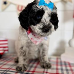 Pebbles (dark purple) - Black and white female Cockapoo puppy in West Haven, Utah from Harper Haven Cavapoos & Doodles