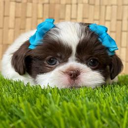 Infiniti - White female Shih Tzu puppy in San Tan Valley, Arizona from My Puppy Tzu