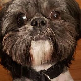 Shih Tzus from Ruby’s Shih Tzus