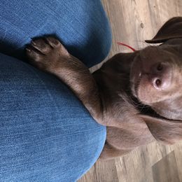 Labrador Retriever Puppies from Post Family Retrievers