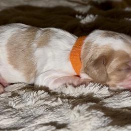 Orange collar - Blenheim male Cavapoo puppy in Redding, California from Lipscomb Doodles