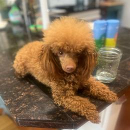 Wynona - Red  female Poodle puppy in Maricopa, Arizona from La Petite poodle
