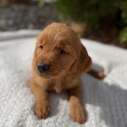 Silver Collar Girl - Golden female Golden Retriever puppy in Salt Lake City, Utah from Deseret Peak Goldens