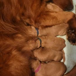 Boy 2 Green - Dark golden male Golden Retriever puppy in Scurry, Texas from 07 Seven Oaks Goldens and Doodles