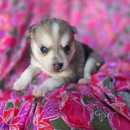 Jenne - Merle female Pomsky puppy in Mc Callsburg, Iowa from SZ Rolling Acres LLC