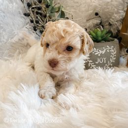 Mango - Fawn sable female Havapoo puppy in Marquand, Missouri from Perfectly Playful Doodles