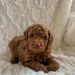 Wooton - Red  male Goldendoodle puppy in Somerset, Ohio from Odyssey Pups