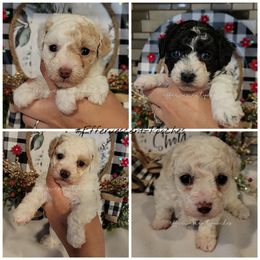 Poodles, Yorkipoos, and Yorkshire Terriers from Effervescent-Pooches