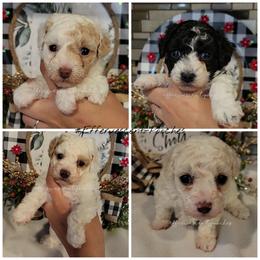 Poodles, Yorkipoos, and Yorkshire Terriers from Effervescent-Pooches