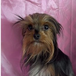 Buttercup - Yorkshire Terrier