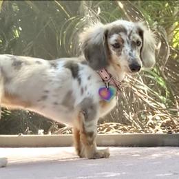 Dachshund Puppies from Meldox