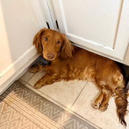 Gussy Boy - Red male Dachshund puppy in Buna, Texas from Triple S Dachshunds