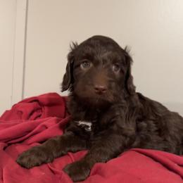 Puppy Purple - Chocolate female Australian Labradoodle puppy in Oxford, Mississippi from Stony Brook Australian Labradoodles