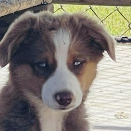 Belly - Red Miniature Australian Shepherd puppy in Washington, Oklahoma from Okie Aussies