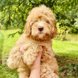 Yellow Collar Girl - Apricot female Goldendoodle puppy in San Augustine, Texas from Vintage Doodles
