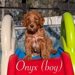 Onyx - Red  male Goldendoodle puppy in Beverly Hills, Florida from Bundle of Joy Doodles