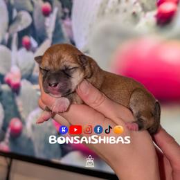 EMII - Red female Shiba Inu puppy in Minnesota from BonsaiShibas
