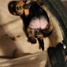 "Milk belly" Yorkshire Terrier Puppies from Dana's Yorkies
