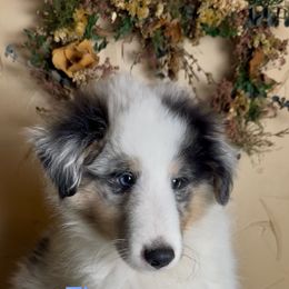 Zion (blue merle) - Blue merle white and tan male Shetland Sheepdog puppy in Idaho from Bellissimo Shelties