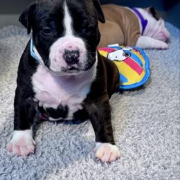 Turquoise blue collar - Black male American Staffordshire Terrier puppy in Cloverdale, Indiana from Woodshire American Staffordshire Terrier’s