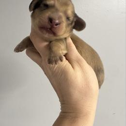 Sunny - Cream male Dachshund puppy in Fredericksburg, Indiana from Blue River Mini Dachshunds