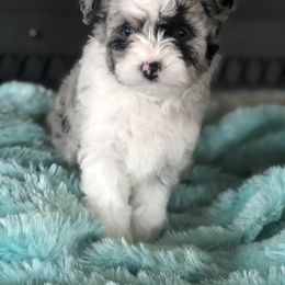 Aussiedoodle Puppies from 5 Cent Doodle Dogs