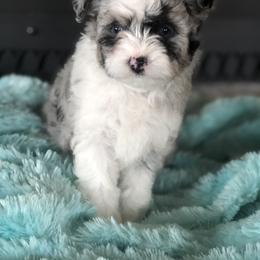 Aussiedoodle Puppies from 5 Cent Doodle Dogs