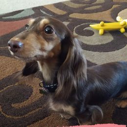 Hershey - Dachshund