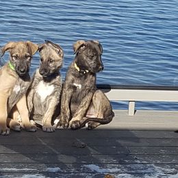 Irish Wolfhound Puppies from Darom Irish Wolfhounds