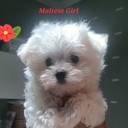 Skittles - White female Maltese puppy in Bensalem, Pennsylvania from Maltese Momma