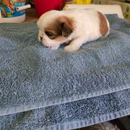 GIRL 2 - Gold and white female Shih Tzu puppy in Hampstead, Maryland from Shawny's Shih Tzus