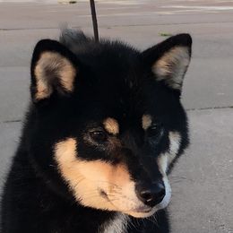Versace - Shiba Inu
