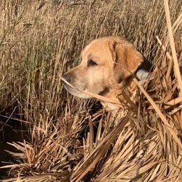 Eli - Labrador Retriever