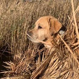Eli - Labrador Retriever