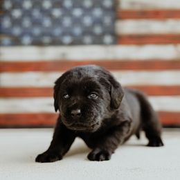 Freedom Ranch Labradors - Yellow Collar - Black female Labrador Retriever puppy in Davidsonville, Maryland from Freedom Ranch Labs