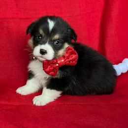 Full Fluff TC 1,700 - Black and tan male Pembroke Welsh Corgi puppy in Nashville, Arkansas from Whisenhunt Farms