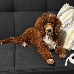 Lucy - Poodle