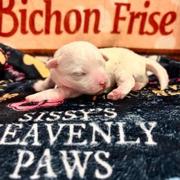 Blue boy - White and buff male Bichon Frise puppy in Lavon, Texas from Sissy’s Heavenly Paws
