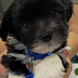 Louis - Black and white male Havanese puppy in Anderson, South Carolina from Moe's Goldens and HavAntics