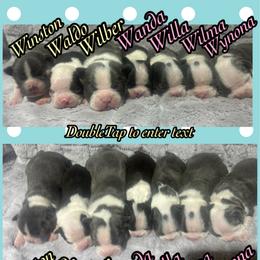 Wilbur - Blue male Boston Terrier puppy in Brazos Point, Texas from TX Southern Belle Bostons