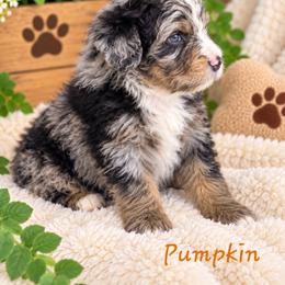 Pumpkin - Merle male Bernedoodle puppy in Lakeside, California from True Joy Bernedoodles and French bulldogs