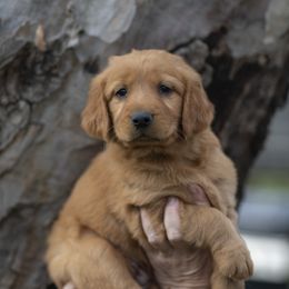 Cavalier King Charles Spaniel and Golden Retriever Puppies from Tsarevich Goldens and Cavaliers