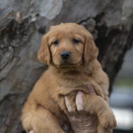 Cavalier King Charles Spaniel and Golden Retriever Puppies from Tsarevich Goldens and Cavaliers