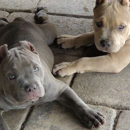American Bullies from Vixen Bully Camp