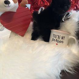 Pomeranian Puppies from Regal Poms
