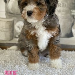 Birdie - Bernedoodle