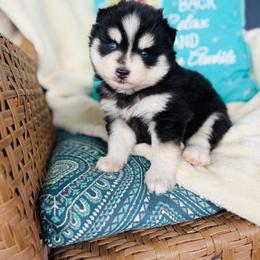 Solo - Black and white male Pomsky puppy in Yavapai County, Arizona from Pawsh Pomskies