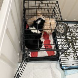 Bernedoodle Puppies from Palmetto Bernedoodles Boutique