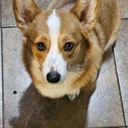 Rosie - Pembroke Welsh Corgi