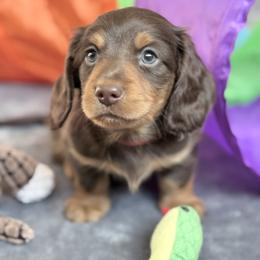 Boden Zane-AKC - Chocolate and tan male Dachshund puppy in Caulfield, Missouri from Hocomo Hollow Doxies